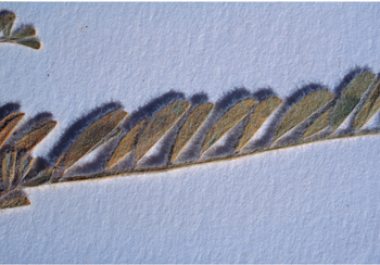 Figure 31. A. drummondii, hairs on leaflets.