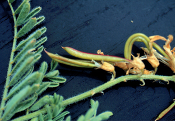 Figure 32. A. drummondii, foliage and seedpods.