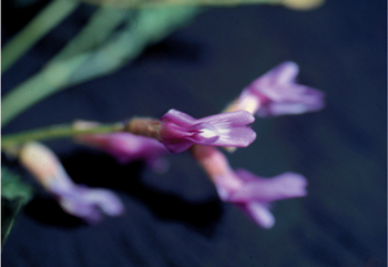 Figure 34. A. emoryanus, flowers.