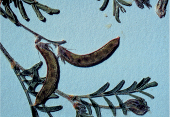 Figure 35. A. emoryanus, seedpods.