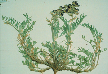 Figure 36. A. humistratus var. humistratus, pressed plant.