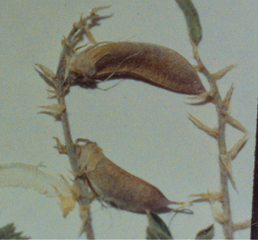 Figure 38. A. humistratus var. humistratus, seedpods.