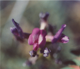 Figure 39. A. lentiginosus var. australis, flower.