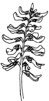 Fig. 1–7: Illustration of plant parts used for identification. raceme 