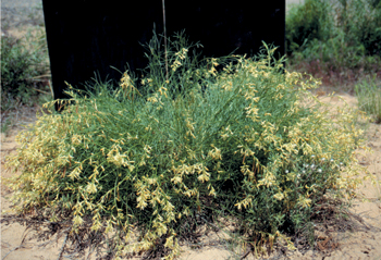 Figure 47. A. lonchocarpus.