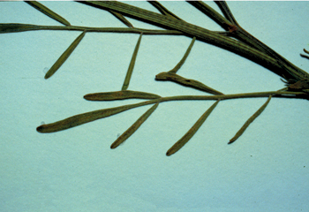 Figure 48. A. lonchocarpus, leaf and leaflets.