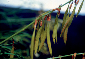 Figure 51. A. lonchocarpus, seedpods.