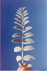 Figure 58. A. mollissimus var. bigelovii, leaf and leaflets.