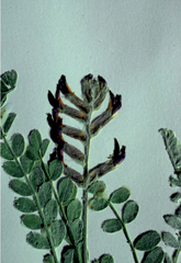 Figure 65. A. mollissimus var. thompsonae, raceme, leaf, and leaflets.