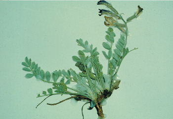 Figure 67. A. mollissimus var. matthewsii, pressed plant.