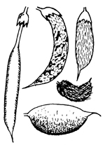 Fig. 1–7: Illustration of plant parts used for identification. pods