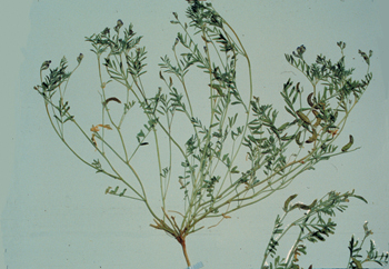 Figure 70. A. emoryanus, pressed plant.