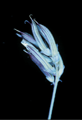 Figure 72. A. nuttallianus, seedpods.