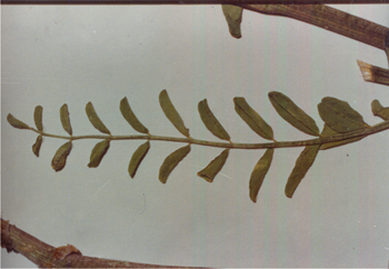 Figure 75. A. praelongus var. praelongus, leaf and leaflet.