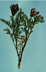 Figure 8. Astragalus agrestis, pressed plant.
