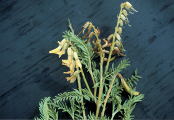 Figure 81. A. racemosus var. longisetus, flowers and seedpods.