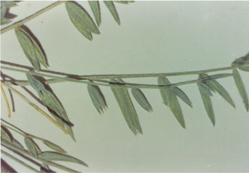 Figure 89. O. lambertii, leaf and leaflets.