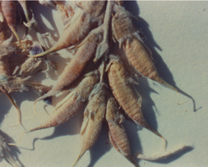 Figure 91. O. lambertii, seedpods.