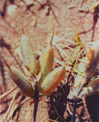 Figure 95. O. sericea, seedpods.