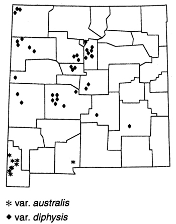 southern specklepod locoweed can be fouund in these counties: San Juan, McKinley, Sandoval, Santa Fe,Los Alamos, Albuequerque, Cibola, Torrance, Socorro, Catron, Lincoln, Chaves, Dona Ana, Hidalgo.
