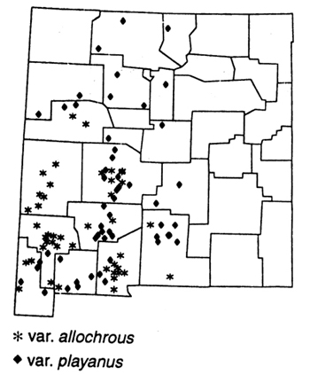 Halfmoon rattleweed can be found in these counties: Rio Arriba, Taos, Sandoval, Santa Fe, McKinley, Cibola, Valencia, Torrance, Catron, Socorro, Lincoln, Grant, Hidalgo, Luna, Dona Ana, Otero, Sierra.