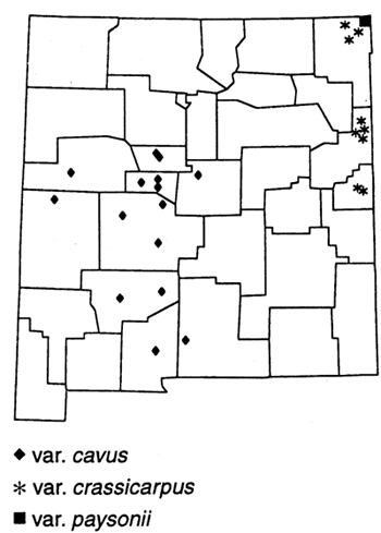 Hollow Ground Plum Can be found in these counties: Union, Quay, Curry, Torrance, Albuequeque, Cibola,Valencia,Catron,Socorro, Sierra, Dona Ana, Otero. 