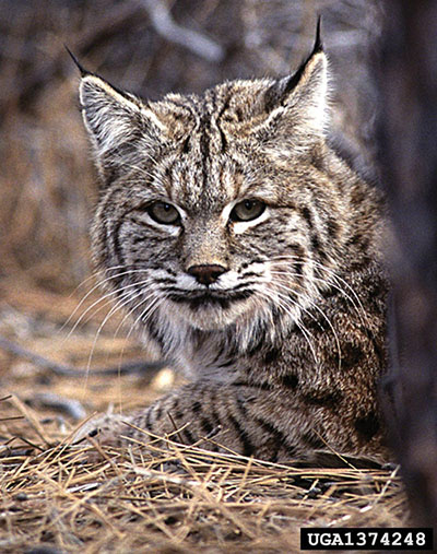 Photograph of bobcat. 