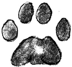 Illustration of bobcat track (front)