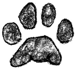 Illustration of bobcat track (hind)