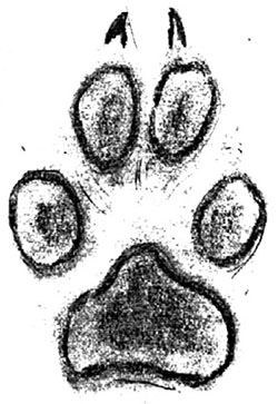 Illustration of coyote track (front)