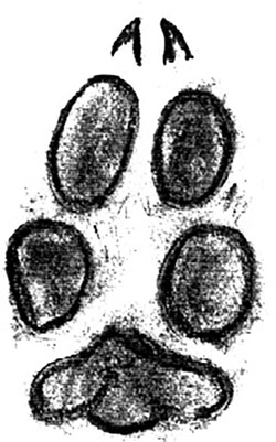 Illustration of coyote track (hind)