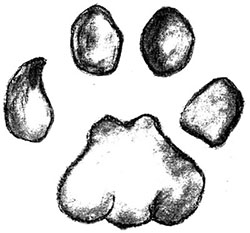 Illustration of mountain lion track (front)