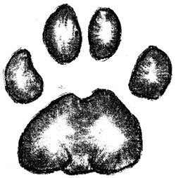 Illustration of mountain lion track (hind)