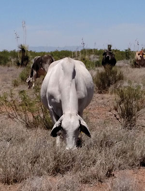 Photograph of a Brahman grazing.