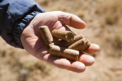 Photograph of a hand holding supplement pellets.