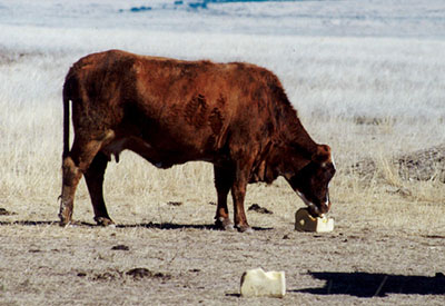 Figure 03: Photograph of a beeve licking a pressed block supplement.