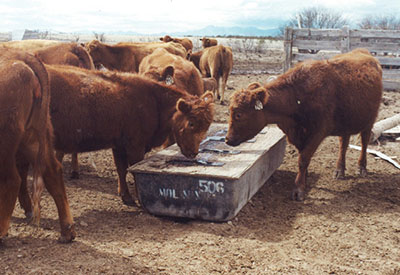 Figure 04: Photograph of several beeves at a lick tank filled with liquid supplement.