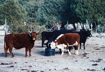 Figure 05: Photograph of several beeves at a soft-pour tub.