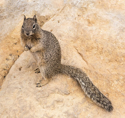 Fig. 01: Photograph of a rock squirrel.