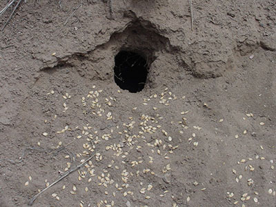 Fig. 02: Photograph of an entrance to a rock squirrel burrow.