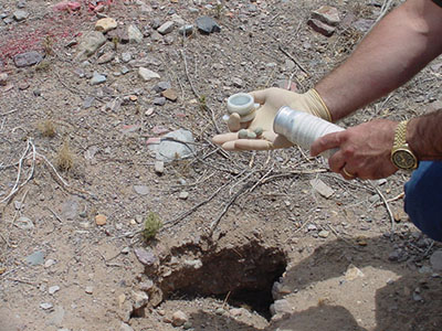 Fig. 03: Photograph of a person wearing protective gloves to place aluminum phosphide tablets into a burrow.