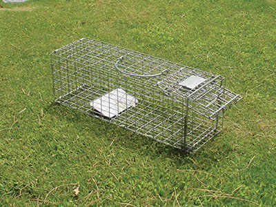 Trapping Ground Squirrels: Types of Traps, Methods & More