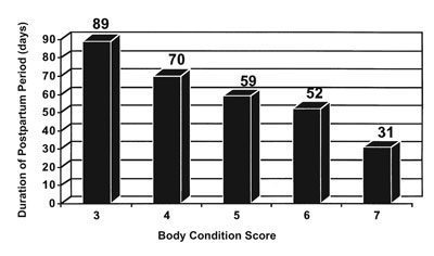 Fig. 10: Bar graph of effects of body condition at calving on postpartum duration.