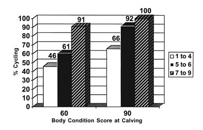 Fig. 11: Bar graph of effects of body condition score at calving on percentage of cows cycling by 60 and 90 days postpartum.