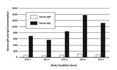 Fig. 13: Bar graph of effects of BCS on serum calf immunoglobulin levels.