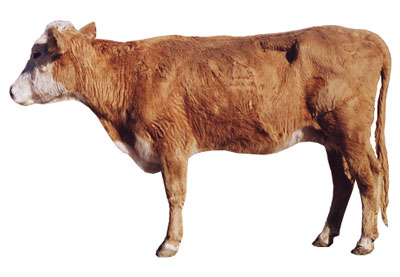 Fig. 4: Photograph of cow with a BCS score of 3.