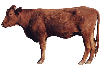 Fig. 5: Photograph of cow with a BCS score of 4.