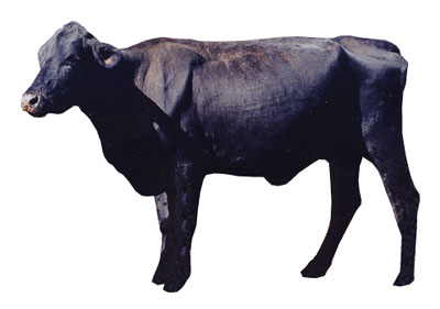 Fig. 3: Photograph of cow with a BCS score of 2.