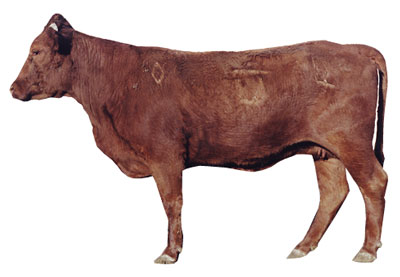 Fig. 6: Photograph of cow with a BCS score of 5.
