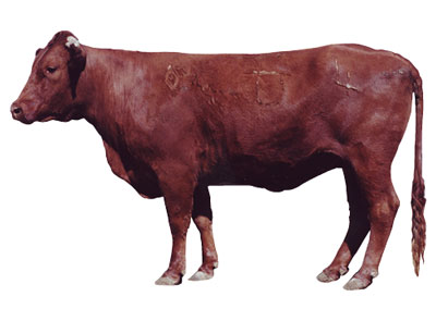 Fig. 7: Photograph of cow with a BCS score of 6.